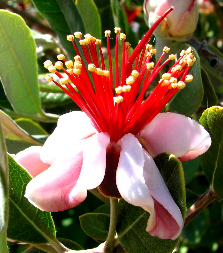 Pink-and-red Flower