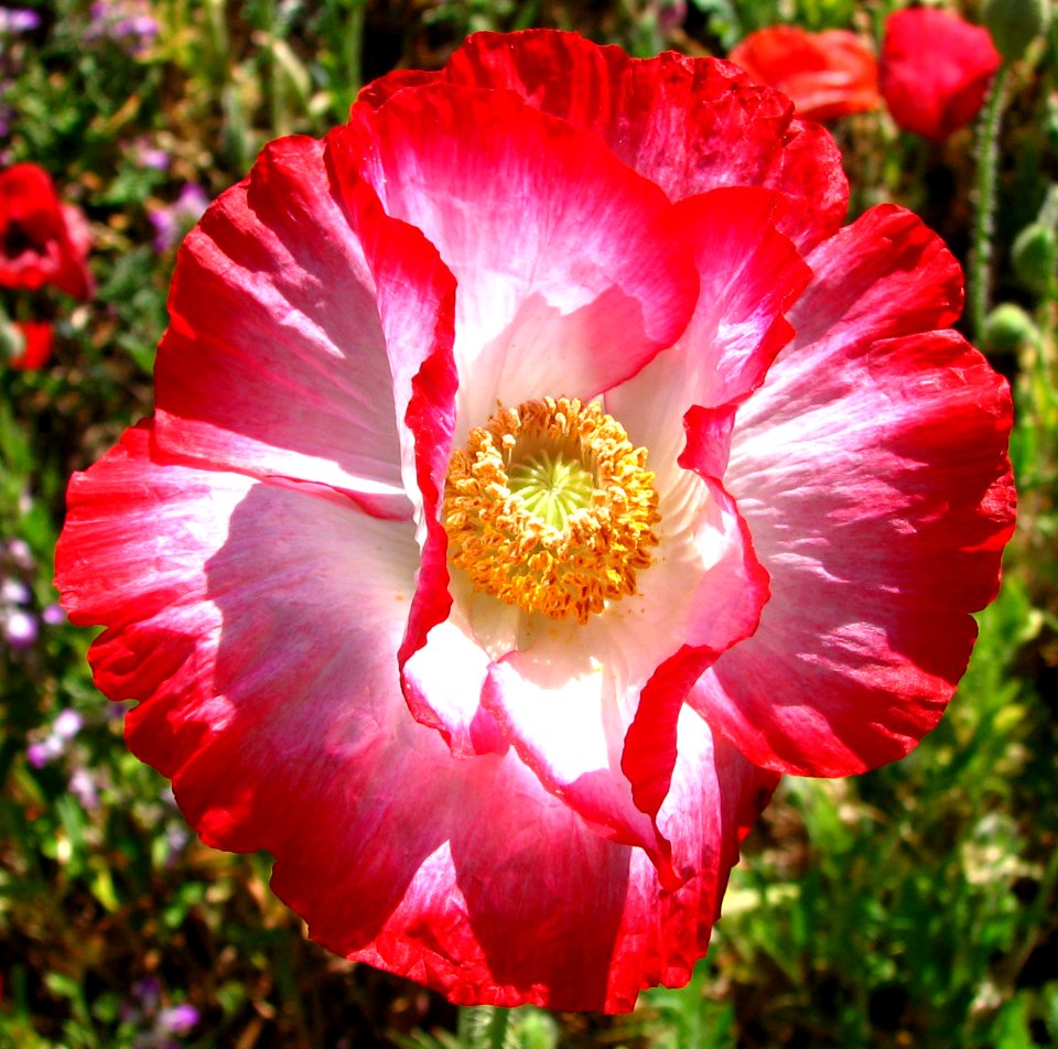 Red-and-white Poppy