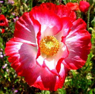 Red-and-white Poppy photo