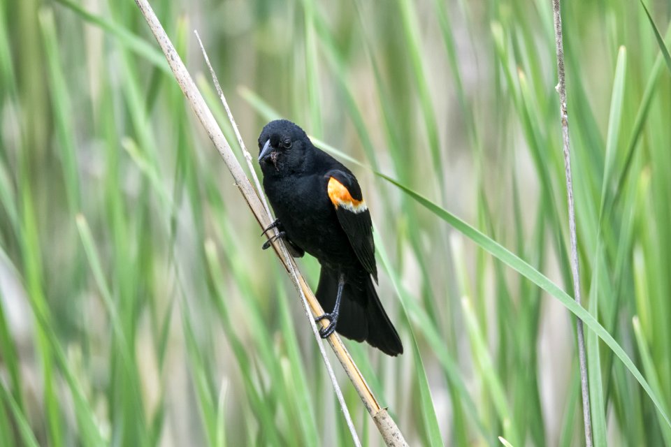 Oiseau (Carouge  paulettes) 229