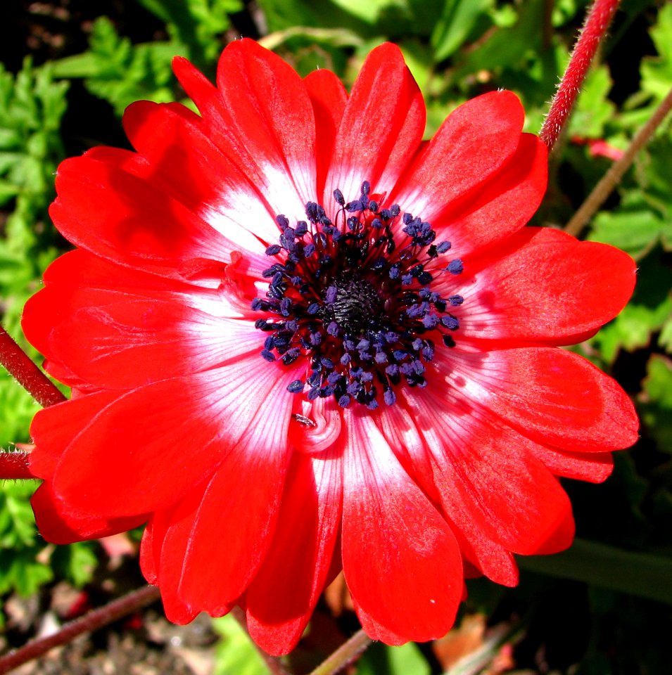 Red-and-white Flower
