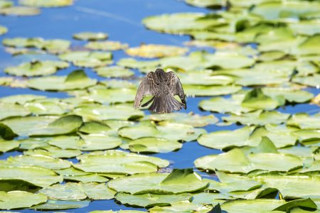 Oiseau (Carouge  paulettes) 285
