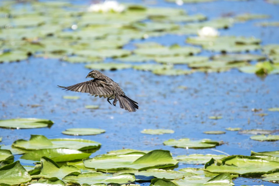 Oiseau (Carouge  paulettes) 279