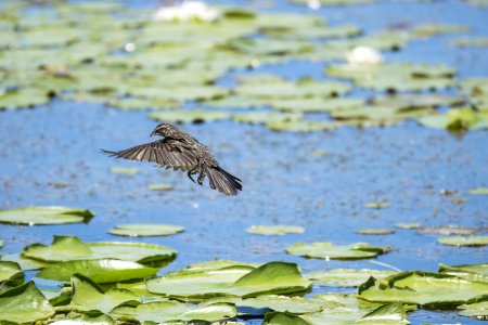 Oiseau (Carouge  paulettes) 279