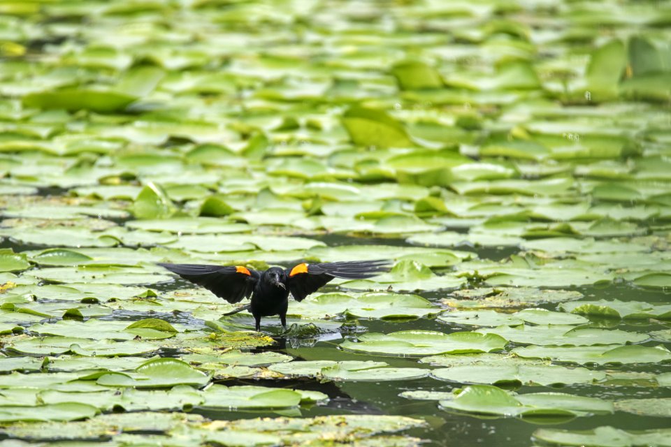 Oiseau (Carouge  paulettes) 257