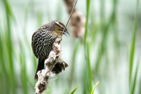 Oiseau (Carouge  paulettes) 248