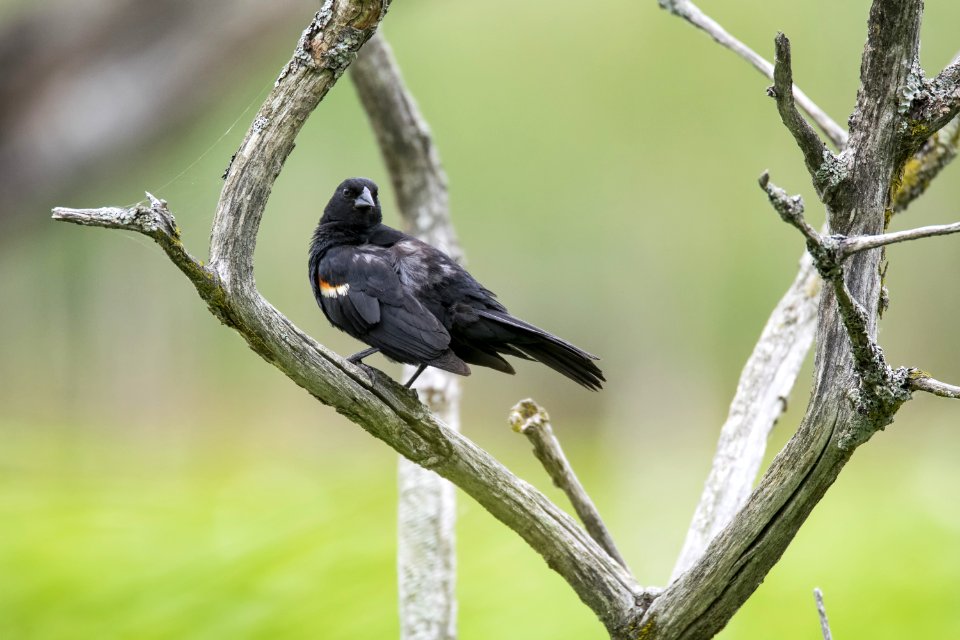 Oiseau (Carouge  paulettes) 295