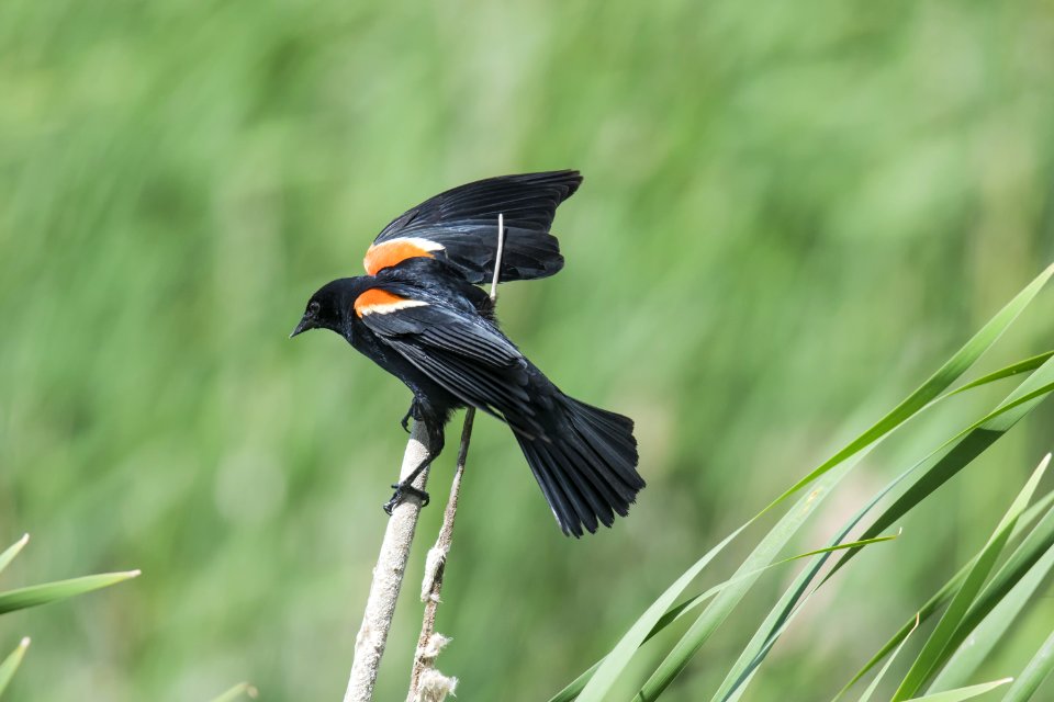 Oiseau (Carouge  paulettes) 266