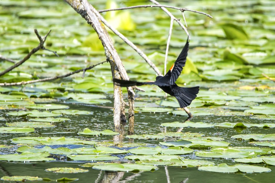 Oiseau (Carouge  paulettes) 214