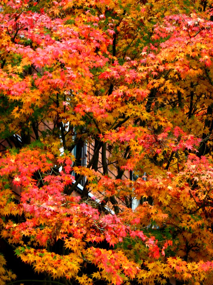 Autumn Maple Tree 2