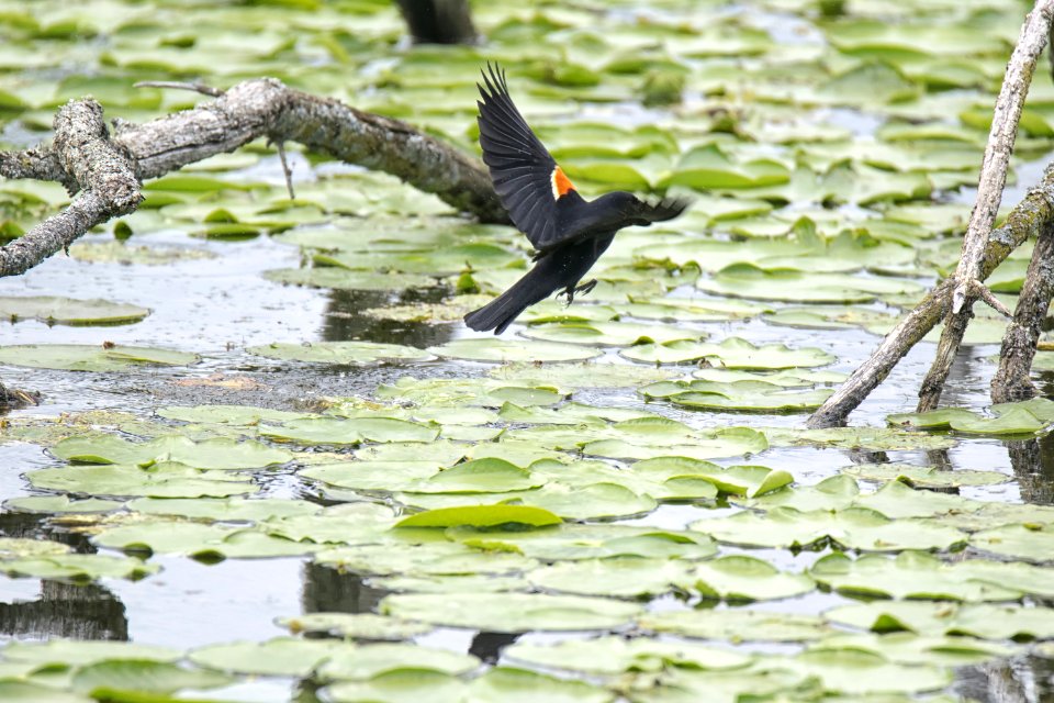 Oiseau (Carouge  paulettes) 256