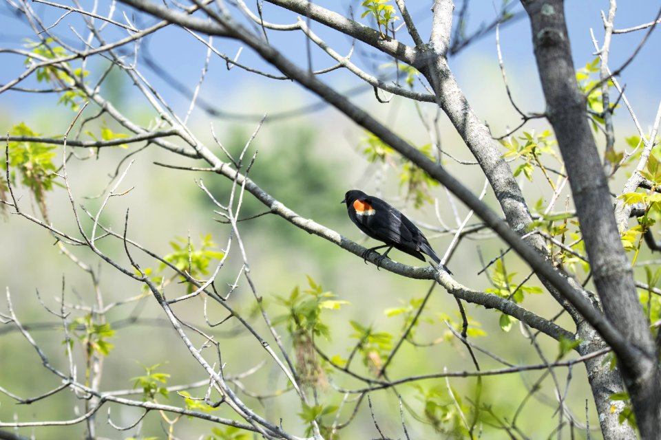 Oiseau (Carouge  paulettes) 177