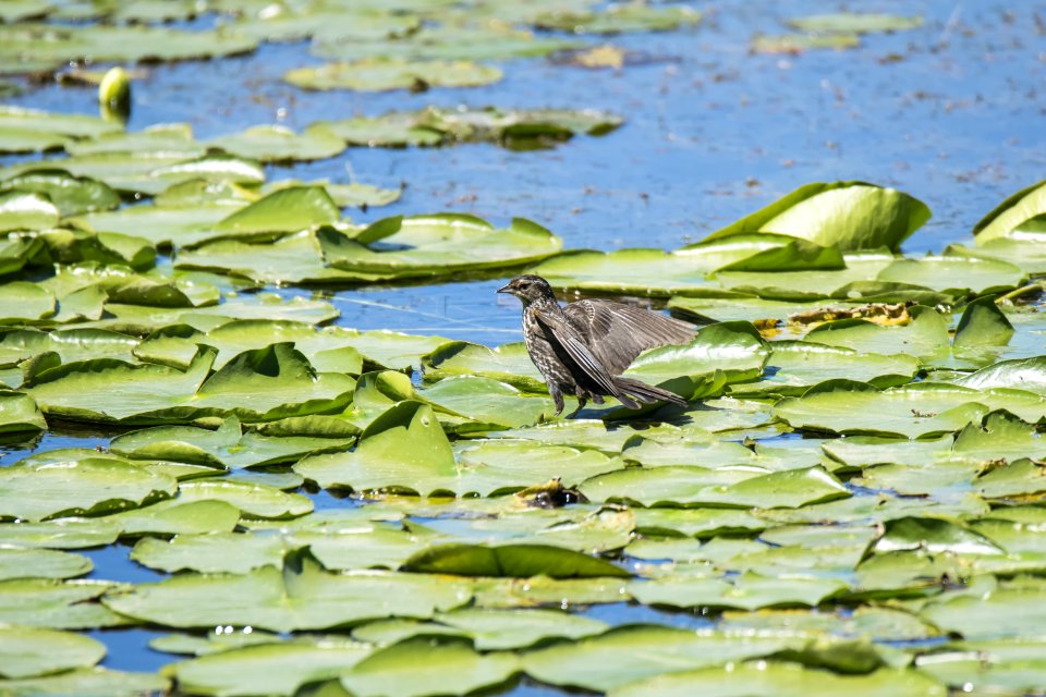 Oiseau (Carouge  paulettes) 280