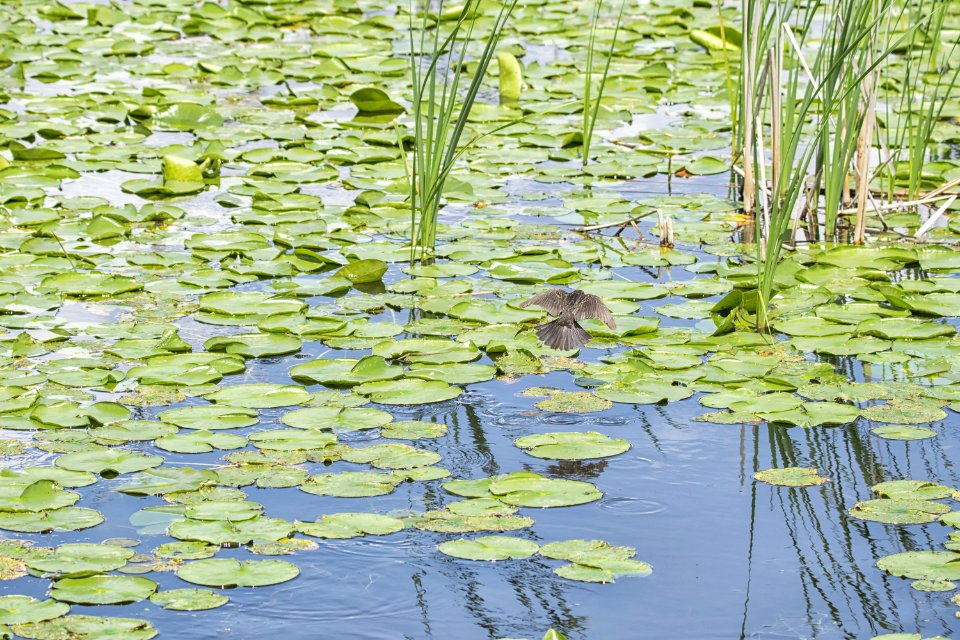 Oiseau (Carouge  paulettes) 209
