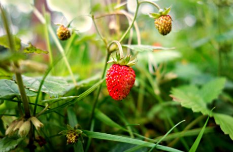 PUBLIC DOMAIN DEDICATION - Digionbew 9 June - 17-06-16 Wild Strawberry - LOW RES DSC00552 photo