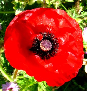 Red Poppy photo