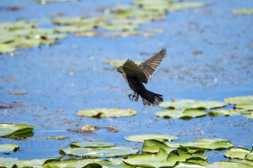 Oiseau (Carouge  paulettes) 278