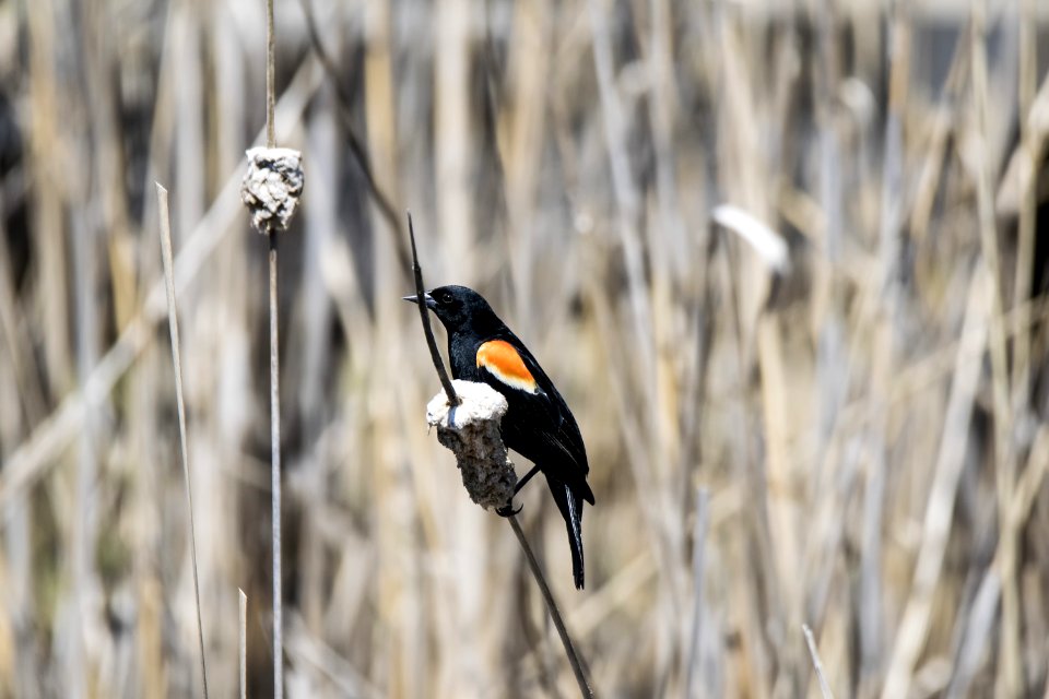 Oiseau (Carouge  paulettes) 161
