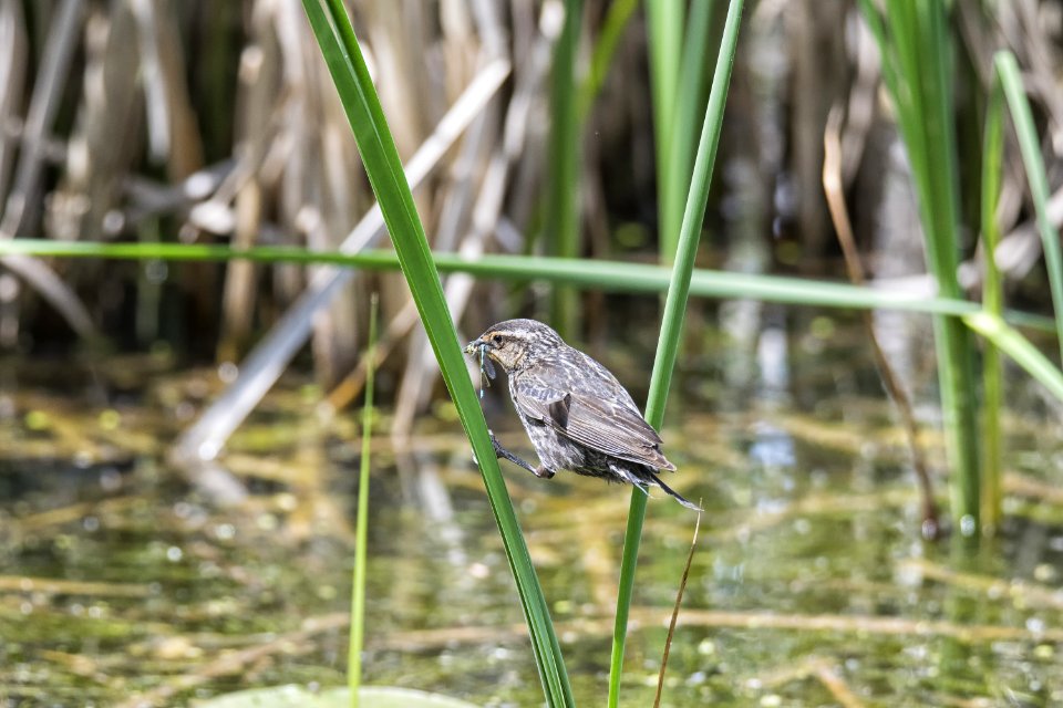 Oiseau (Carouge  paulettes) 208
