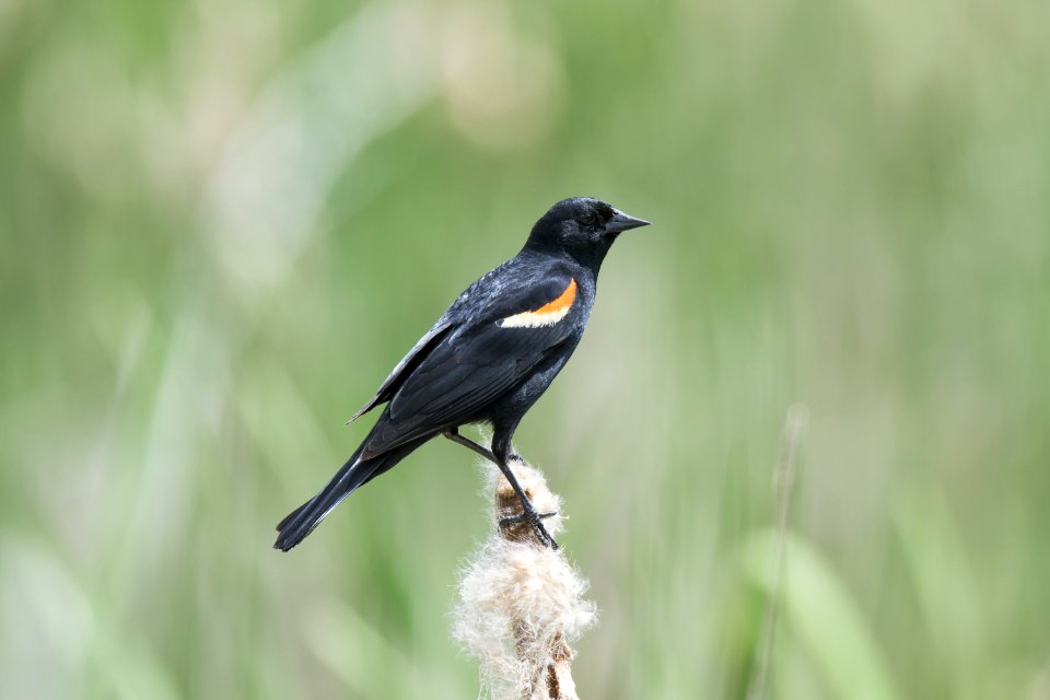 Oiseau (Carouge  paulettes) 218