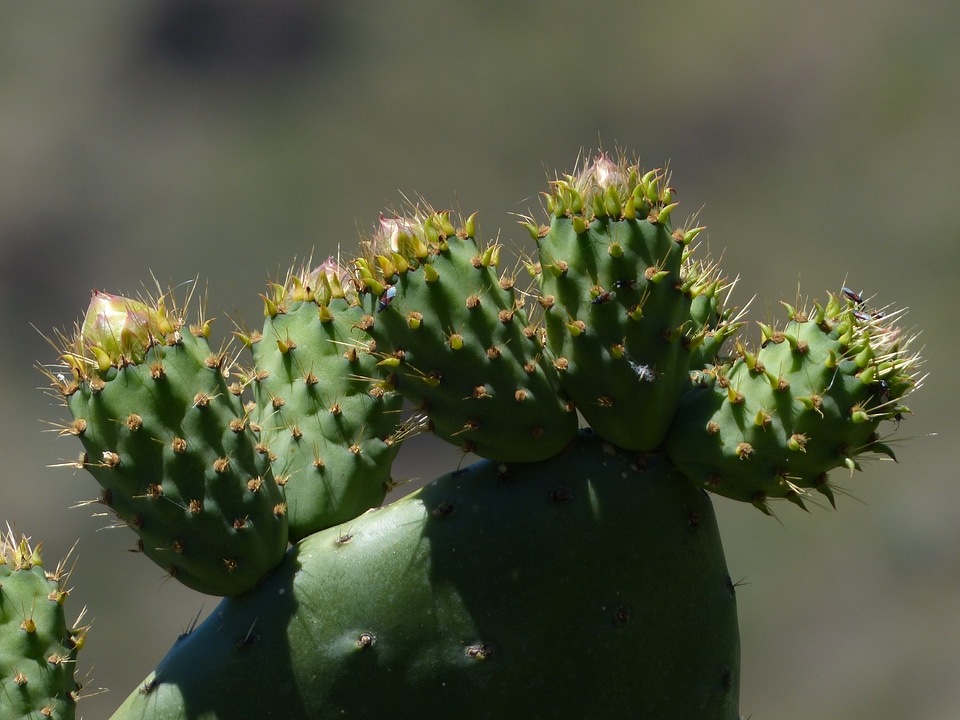 Platykladie excesses filziger prickly pear