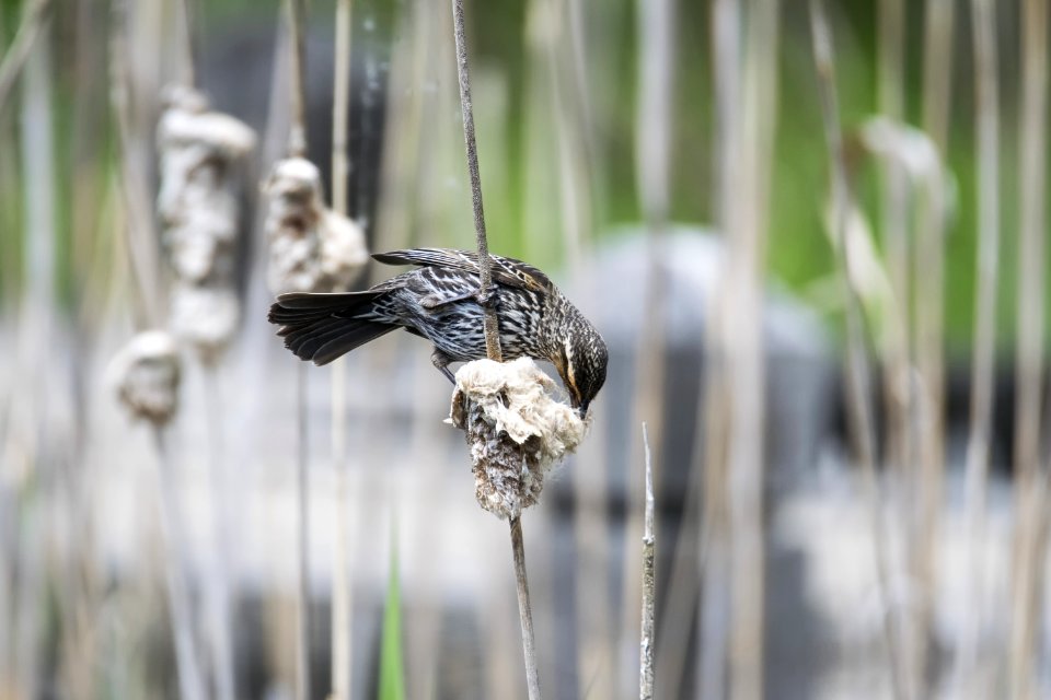 Oiseau (Carouge  paulettes) 202