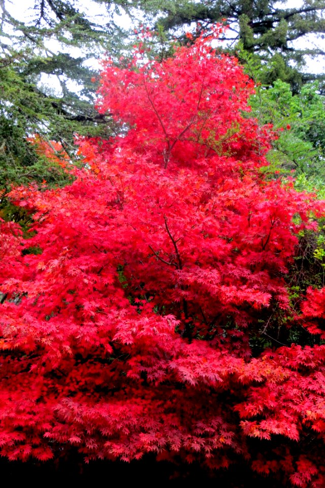 Red Maple Tree photo