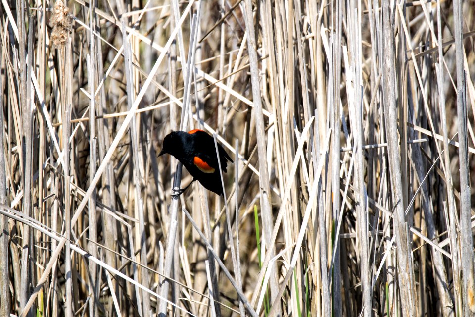 Oiseau (Carouge  paulettes) 165