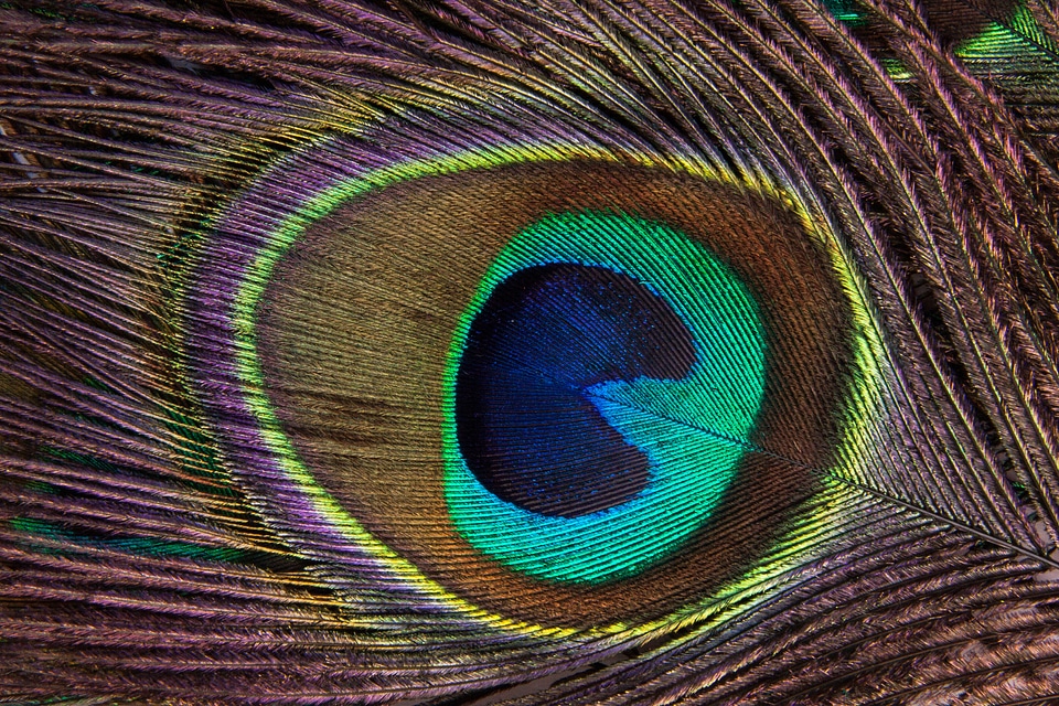 Pavo cristatus bird feather colorful