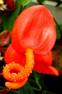 Weird Orange-and-red Flower photo