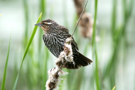 Oiseau (Carouge  paulettes) 245