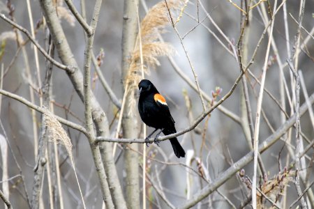 Oiseau (Carouge  paulettes) 146