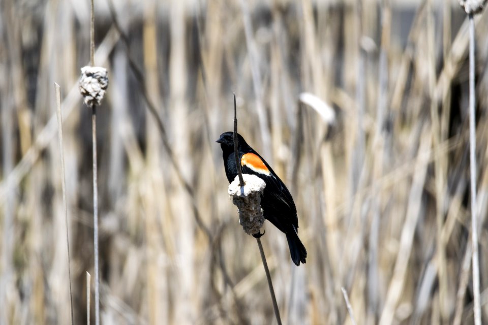 Oiseau (Carouge  paulettes) 162