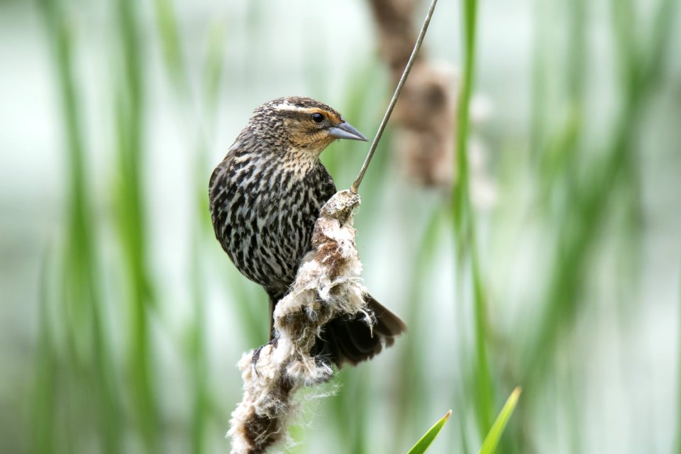 Oiseau (Carouge  paulettes) 247