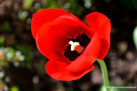 Red Flower HD Wallpaper