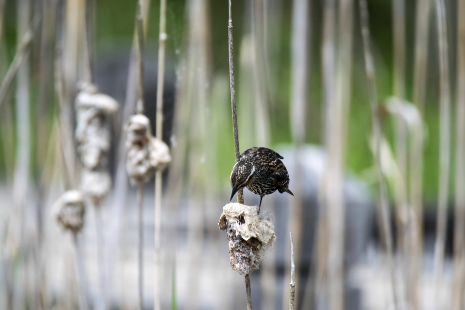 Oiseau (Carouge  paulettes) 205