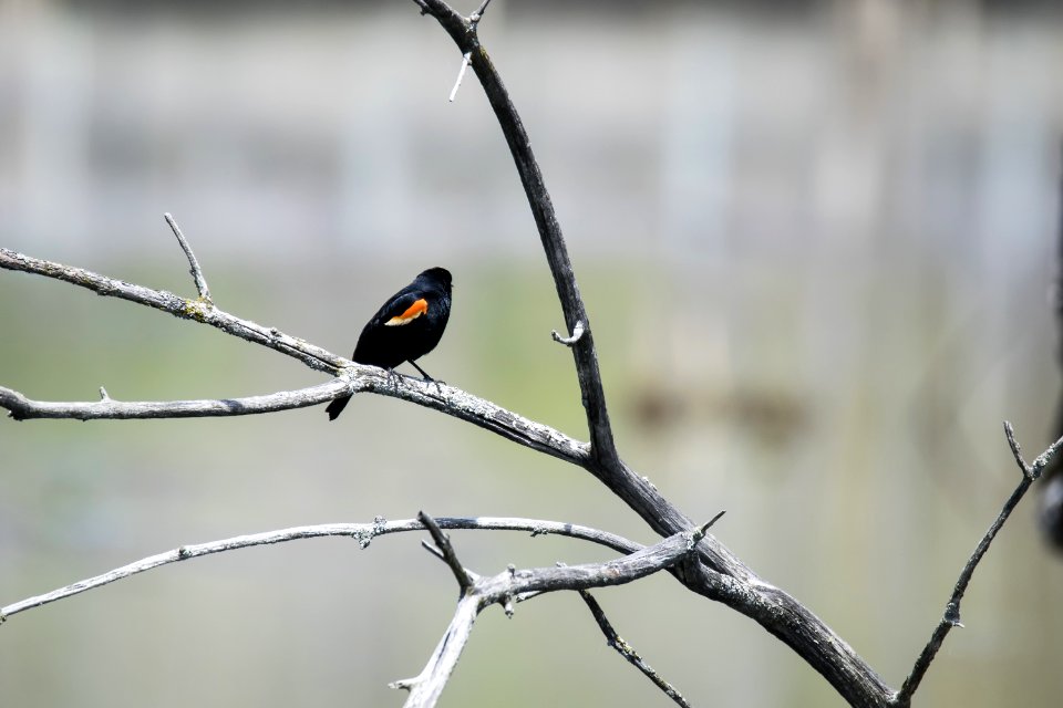 Oiseau (Carouge  paulettes) 173