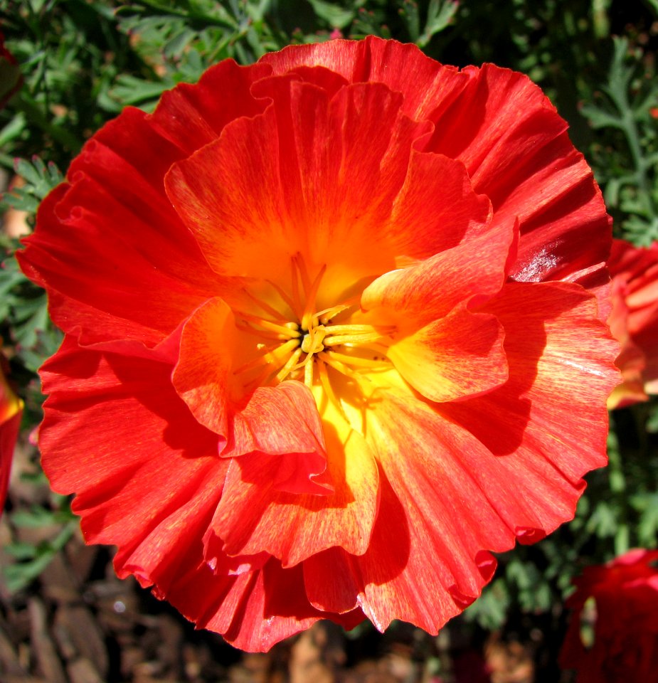 Fluted Salmon-colored Poppy