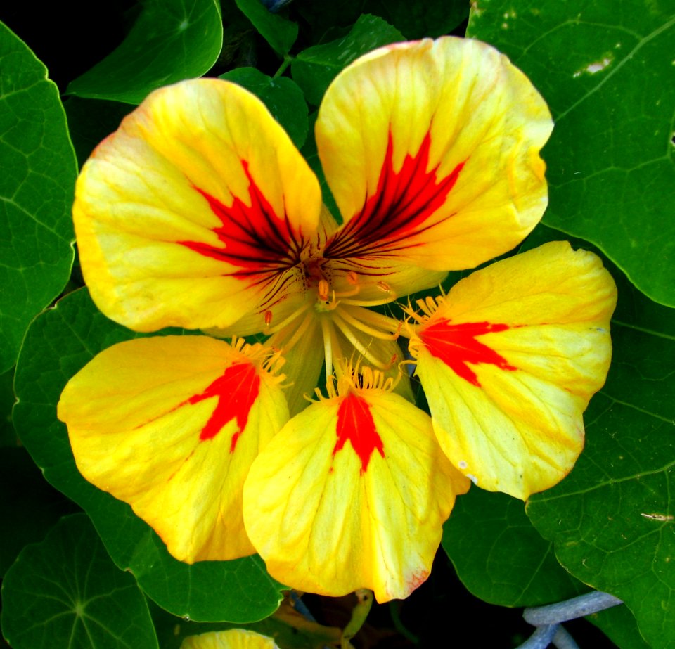 Red And Yellow Nasturtium 1