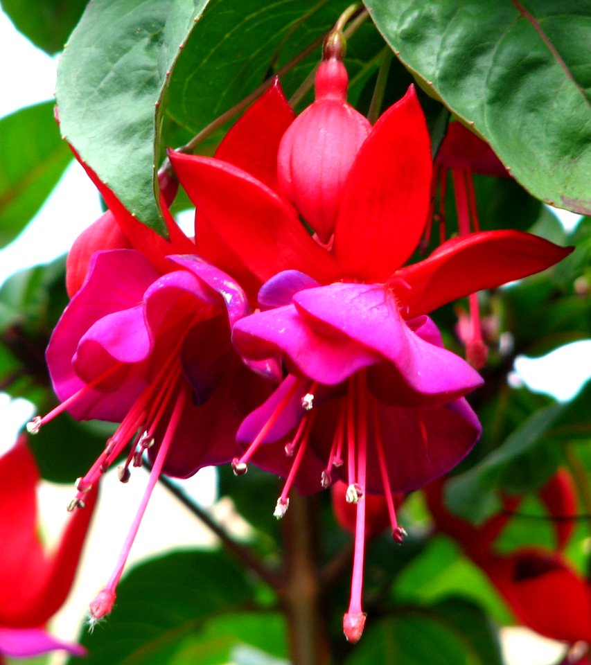 Red-and-purple Fuchsias