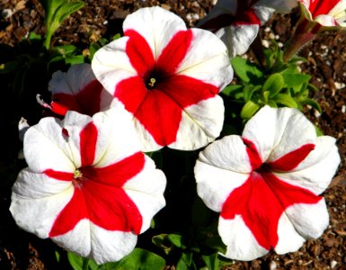 Red-and-white Pinwheel Petunias photo
