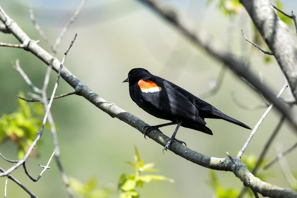 Oiseau (Carouge  paulettes) 178