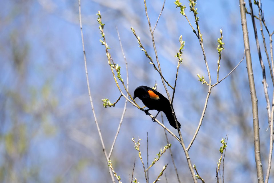 Oiseau (Carouge  paulettes) 160