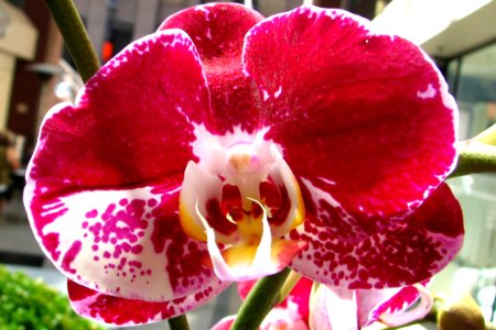 Red Orchid With White photo