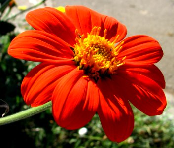 Red-orange Daisyoid photo