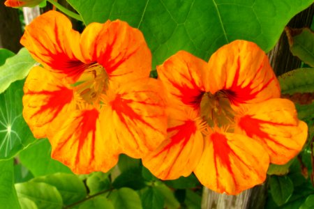 Orange-and-red Nasturtiums