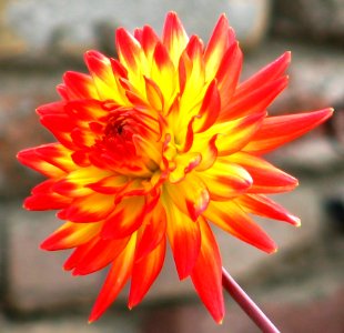 Red And Yellow Cactus Dahlia