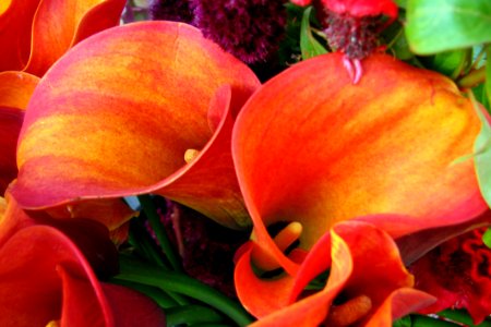 Red-orange Dwarf Calla Lilies photo