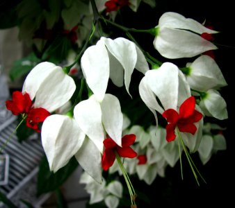White With Red photo