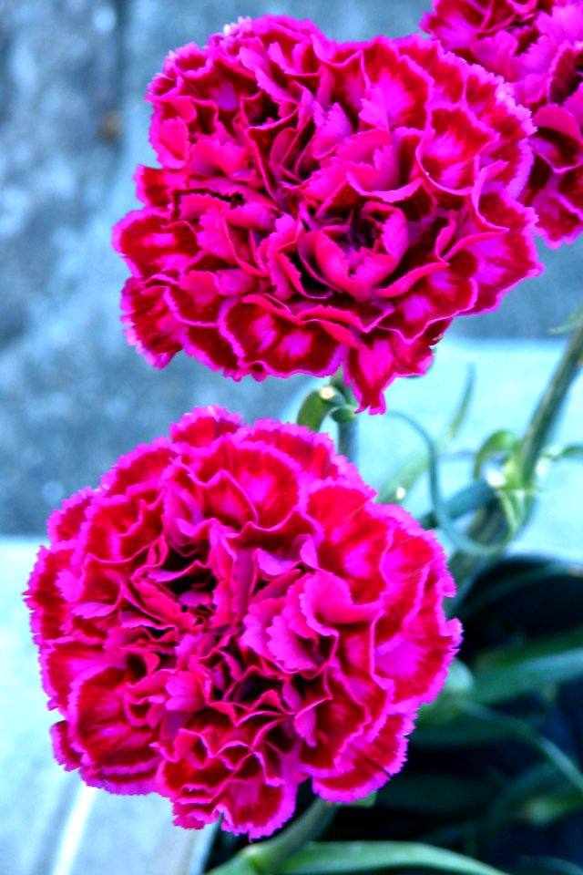 Pink-and-red Carnations